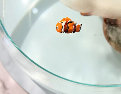 Namii Mini Pesce Pagliaccio